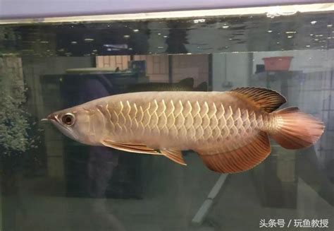 鱘龍魚可以混養嗎|航泰水族：龍魚最佳6類混養搭配